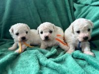 Bounty, Cezar, Czaki - Cezar, Czaki, Bounty - 4 tygodnie